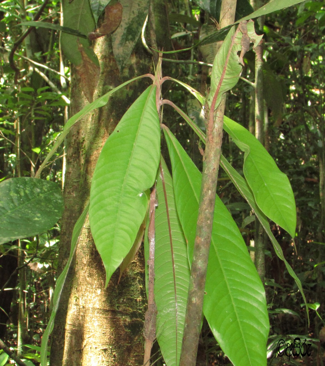 Stemonoporus moonii Thwaites